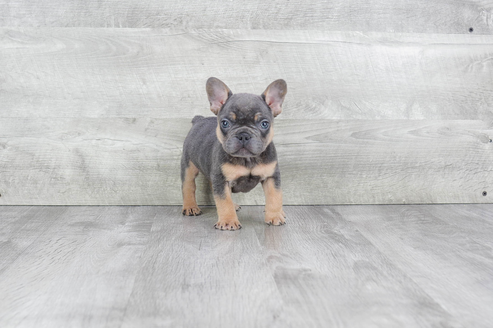 Best French Bulldog Baby