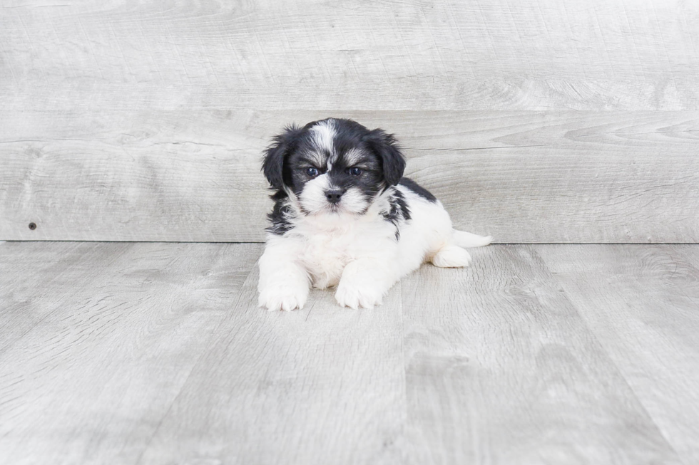 Havanese Puppy for Adoption