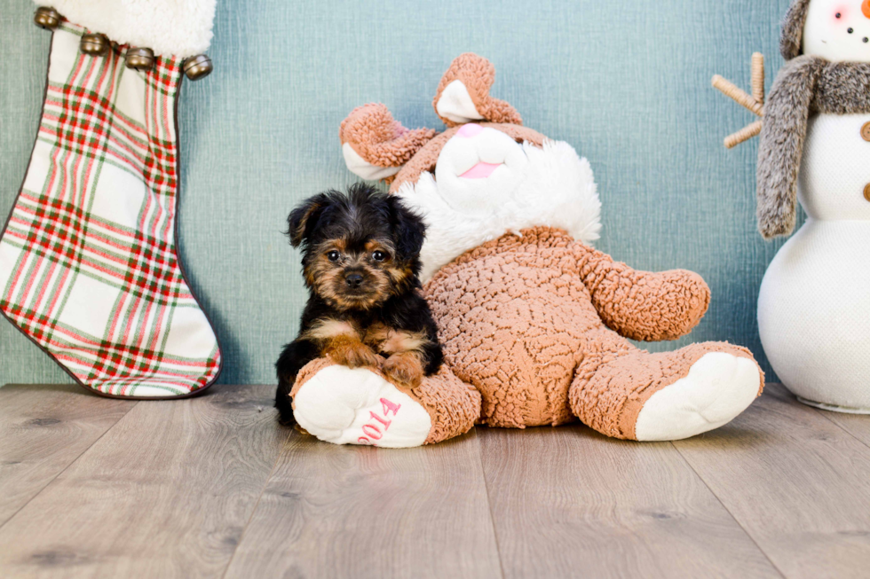 Yorkie Poo Pup Being Cute