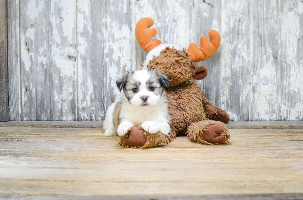 Small Teddy Bear Baby