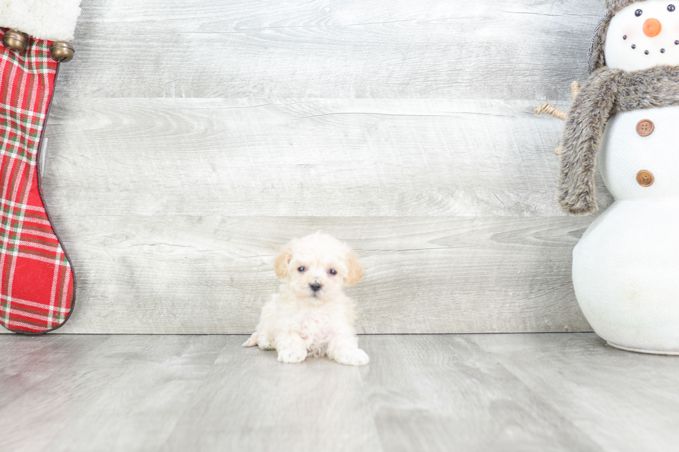 Maltipoo Pup Being Cute