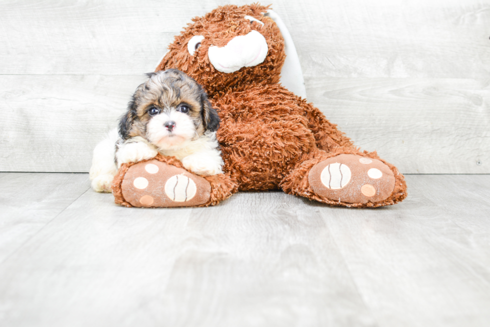 Teddy Bear Pup Being Cute