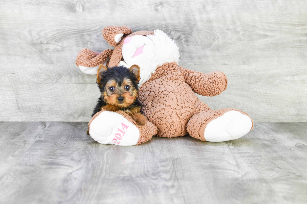 Meet Capone - our Yorkshire Terrier Puppy Photo 