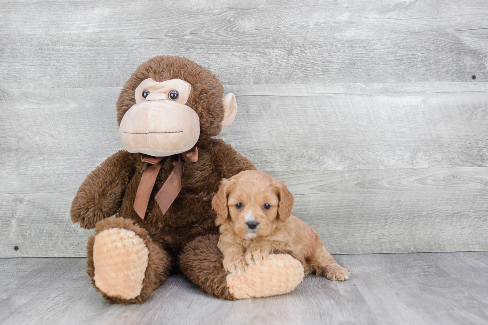 Popular Cavapoo Poodle Mix Pup