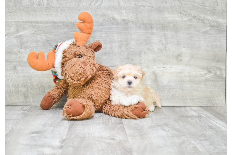 Sweet Maltipoo Baby