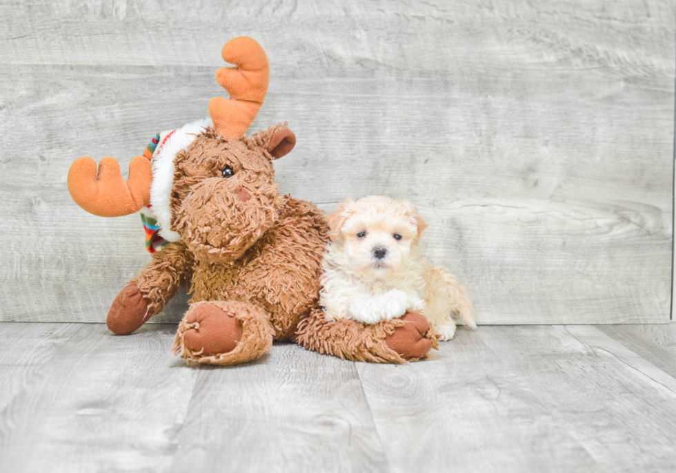 Sweet Maltipoo Baby