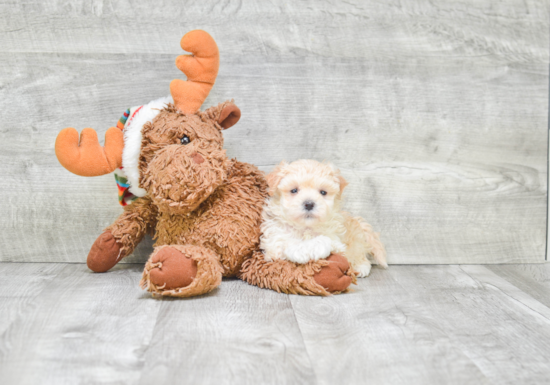 Sweet Maltipoo Baby