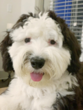 Small Mini Sheepadoodle Poodle Mix Pup