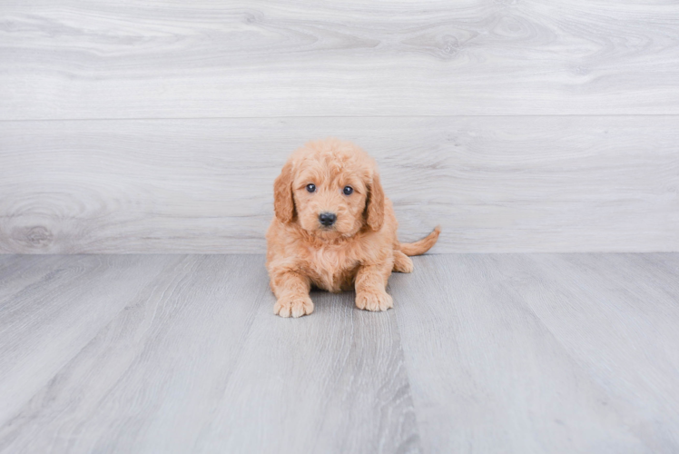 Energetic Golden Retriever Poodle Mix Puppy