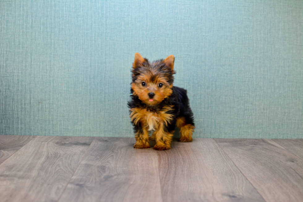 Meet Bronze - our Yorkshire Terrier Puppy Photo 