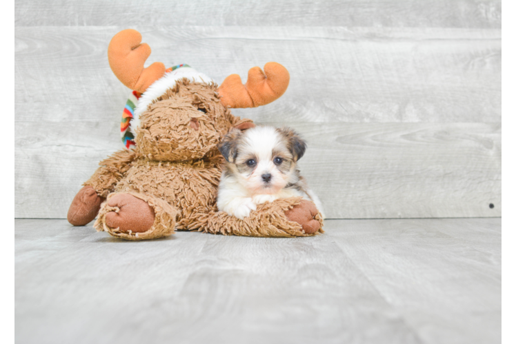 Friendly Teddy Bear Baby