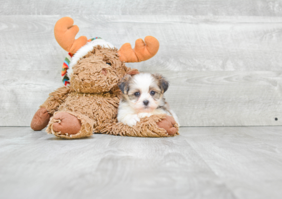 Friendly Teddy Bear Baby