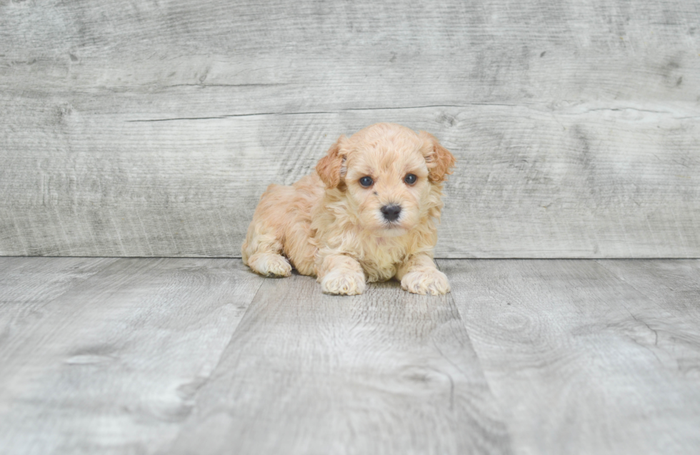 Maltipoo Pup Being Cute