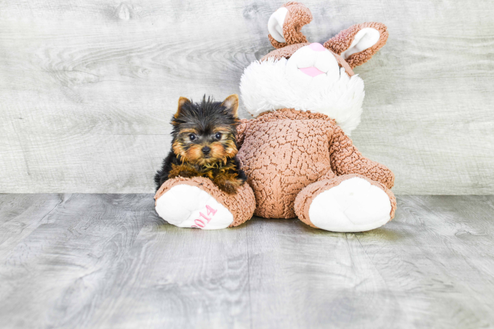 Meet Capone - our Yorkshire Terrier Puppy Photo 