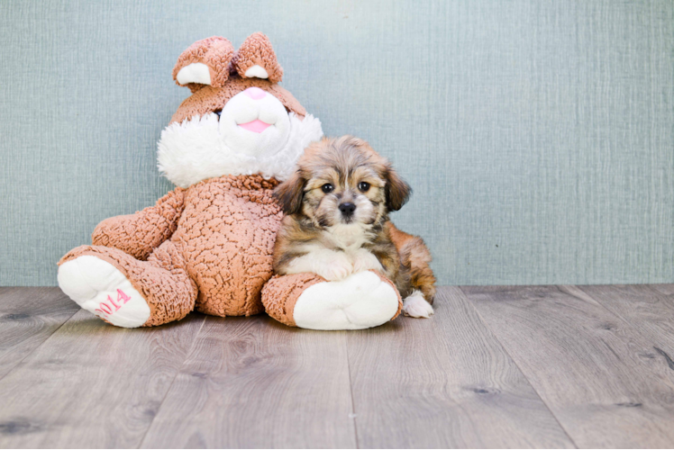 Havanese Puppy for Adoption