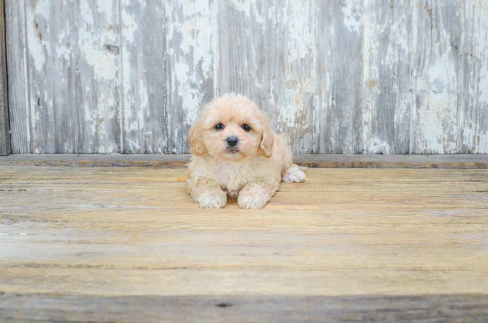 Best Cavapoo Baby