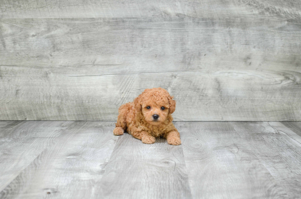 Playful Poodle Purebred Pup