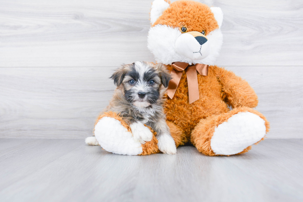 Happy Havanese Purebred Puppy