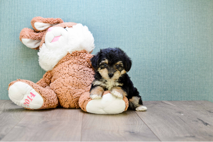 Yorkie Poo Pup Being Cute