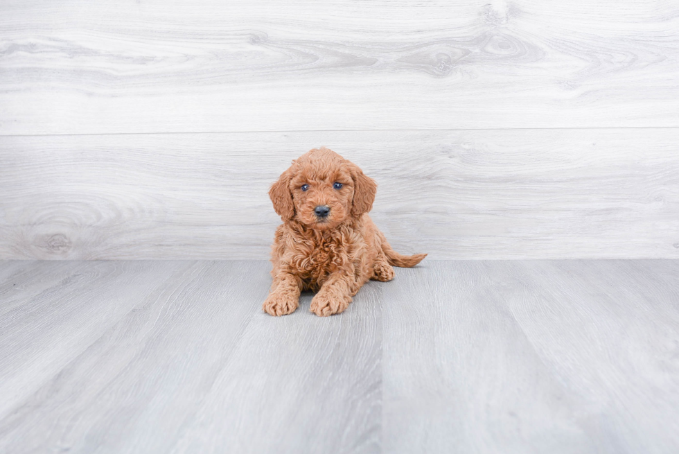 Mini Goldendoodle Pup Being Cute