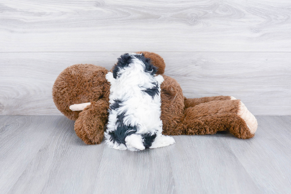 Energetic Havadoodle Poodle Mix Puppy