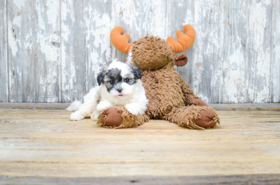 Teddy Bear Pup Being Cute