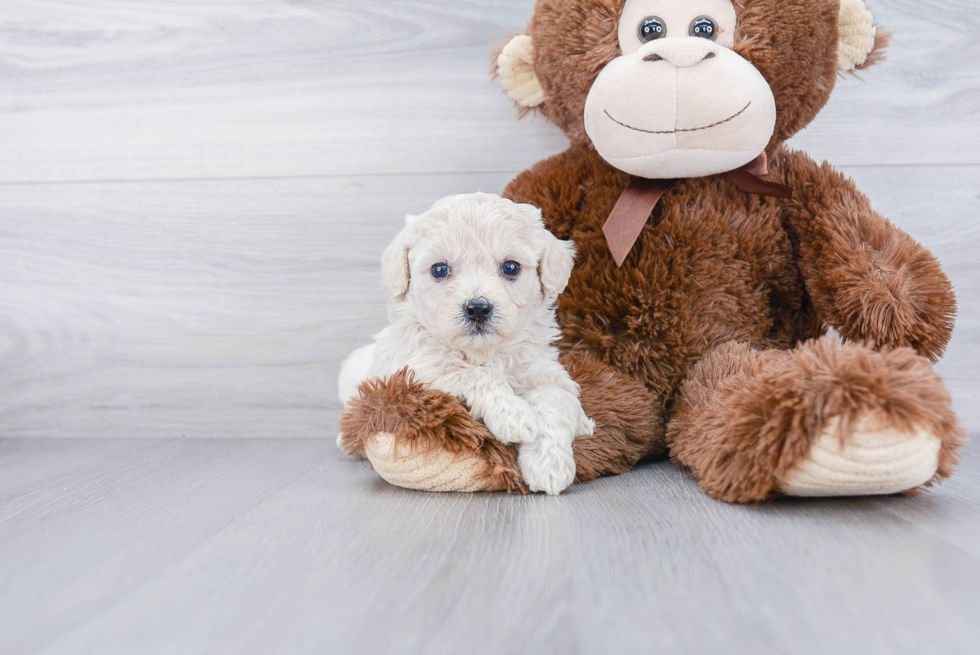 Petite Havapoo Poodle Mix Pup