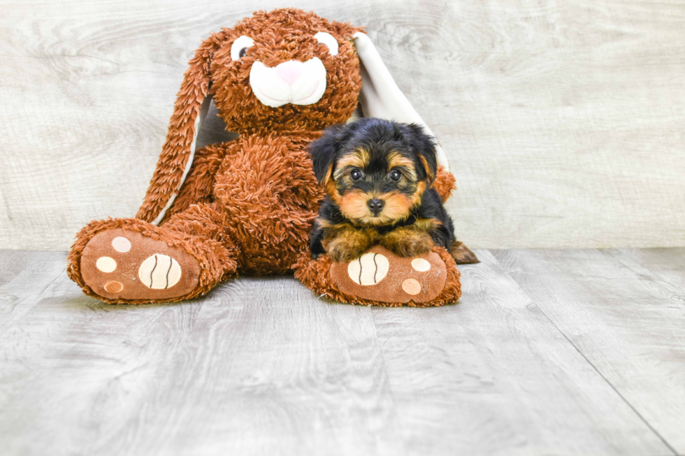 Meet Capone - our Yorkshire Terrier Puppy Photo 