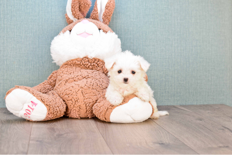 Popular Maltese Baby