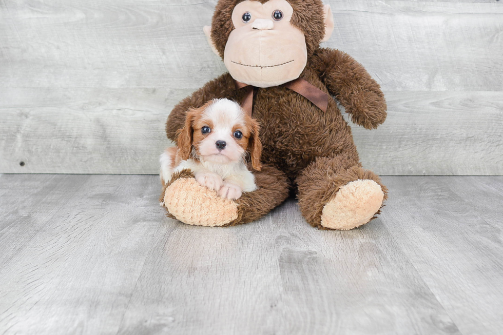 Cavalier King Charles Spaniel Pup Being Cute