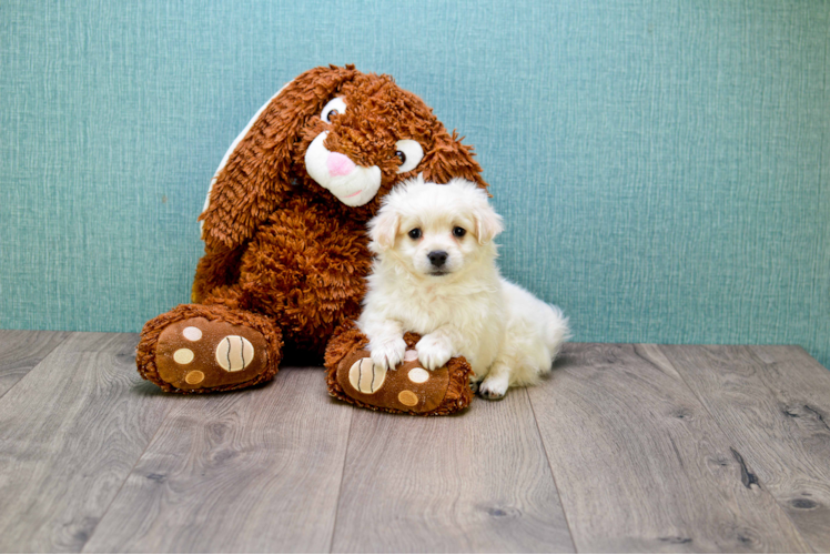 Hypoallergenic Maltepoo Poodle Mix Puppy