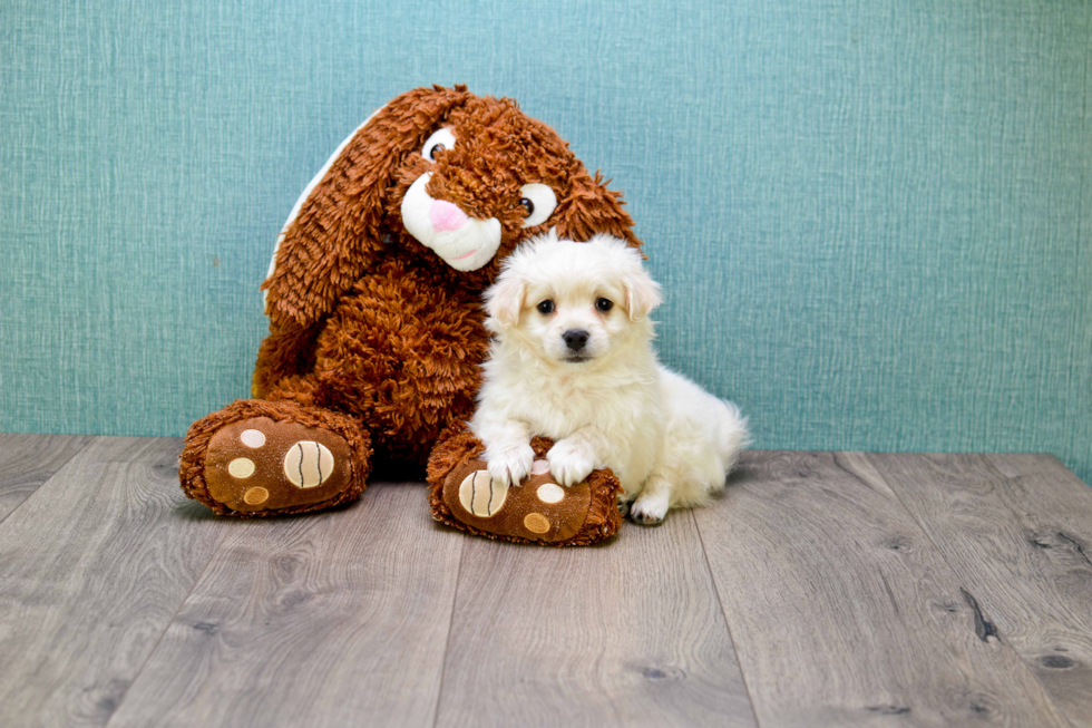 Hypoallergenic Maltepoo Poodle Mix Puppy