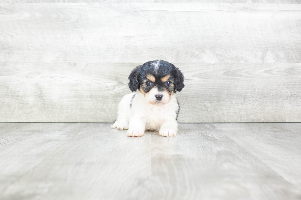 Best Cavachon Baby