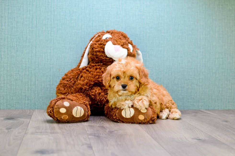 Friendly Cavapoo Baby