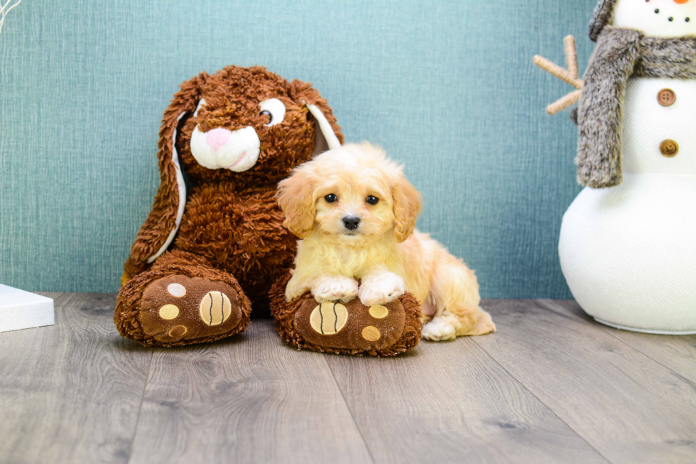 Cavachon Pup Being Cute