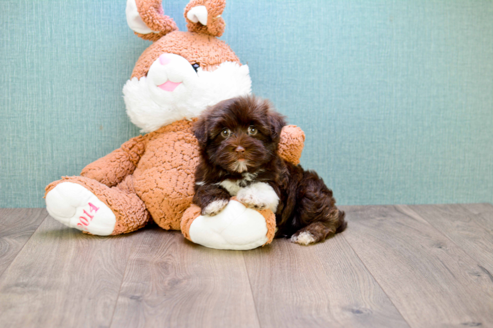 Popular Havanese Baby