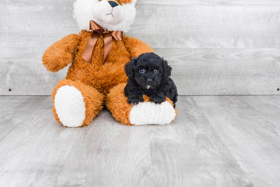 Poodle Puppy for Adoption