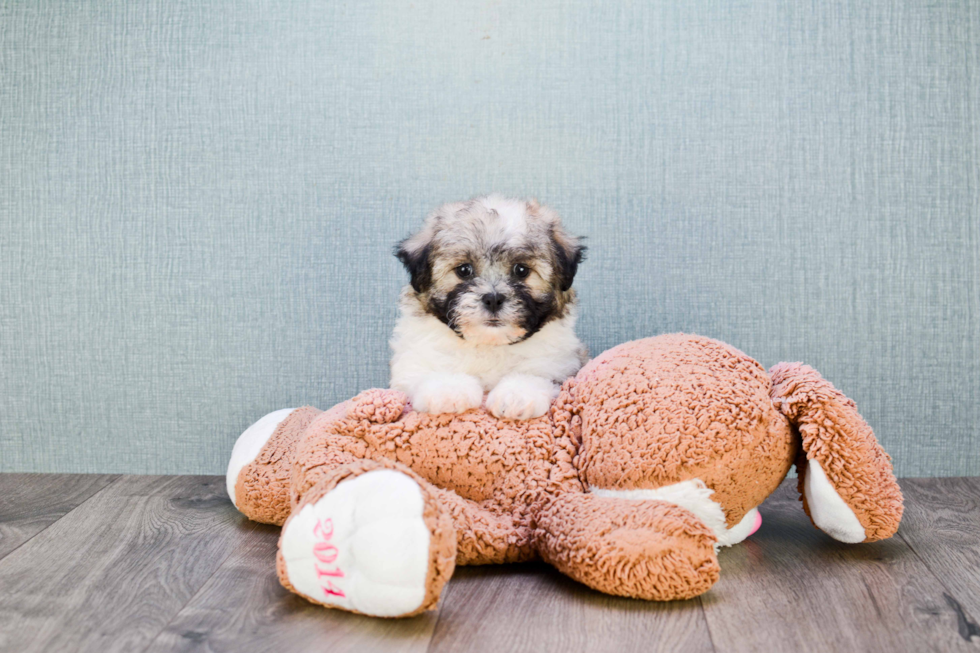 Happy Teddy Bear Baby