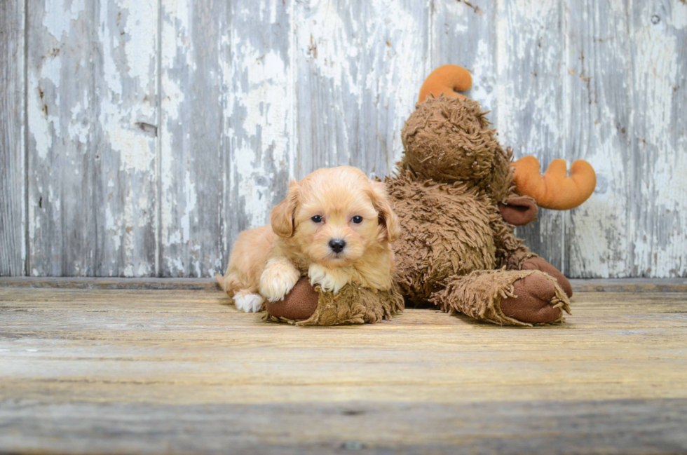 Small Maltipoo Baby