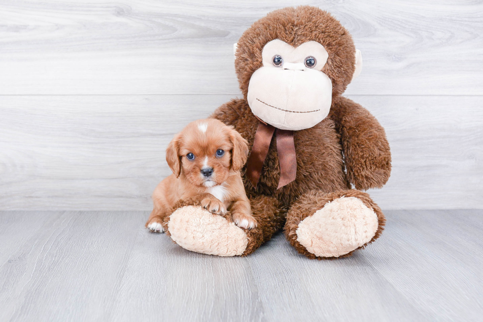 Cute Cavalier King Charles Spaniel Purebred Puppy