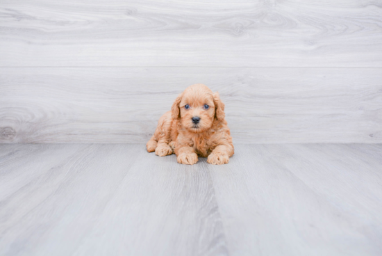 Mini Goldendoodle Pup Being Cute