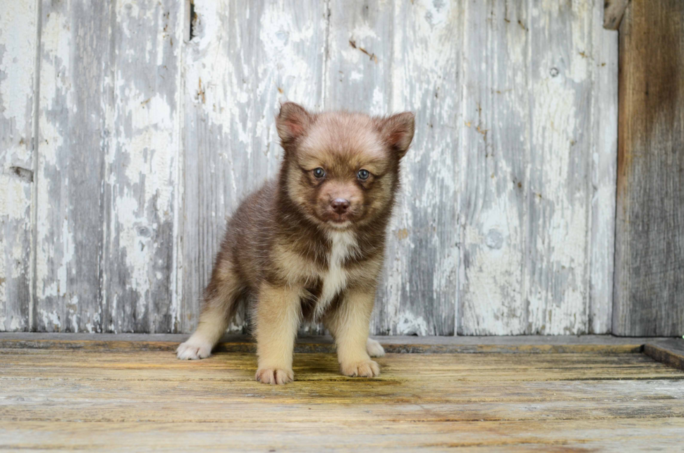 Small Pomsky Baby