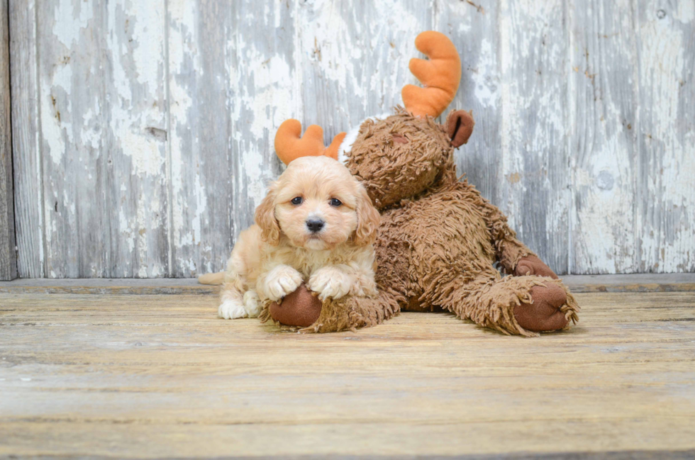 Petite Cavachon Designer Pup