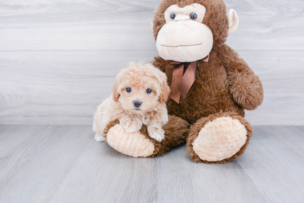 Little Maltese Poodle Poodle Mix Puppy