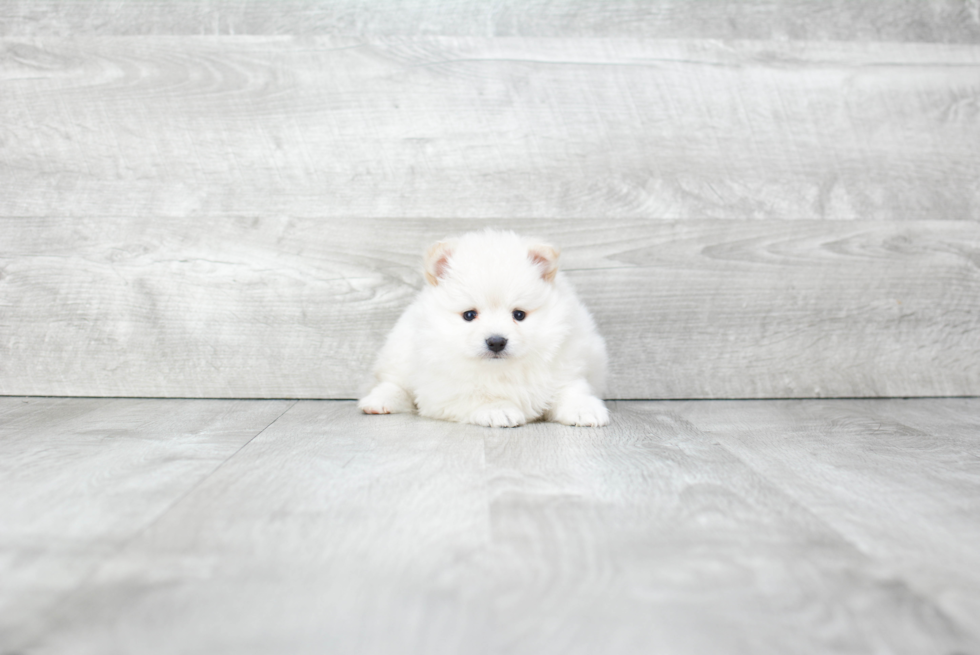 Akc Registered Pomeranian Purebred Pup