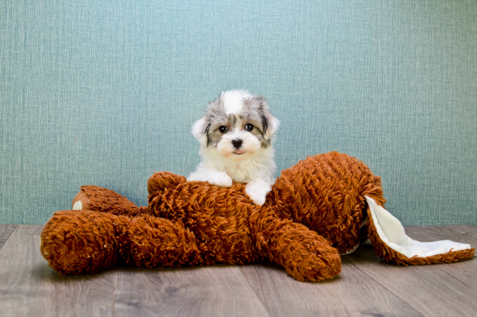 Best Havanese Baby