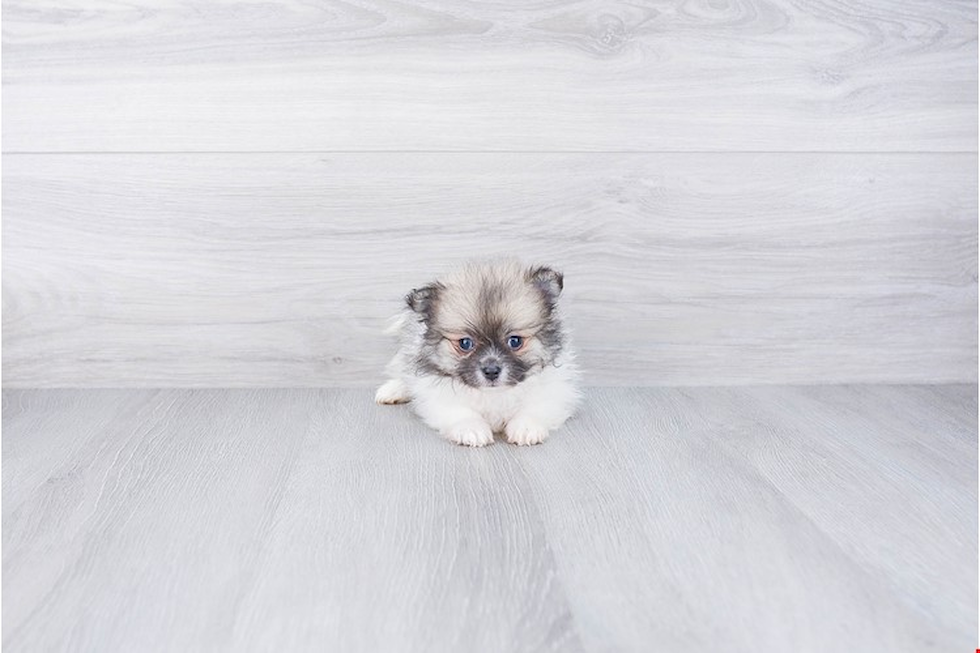 Little Pomeranian Baby