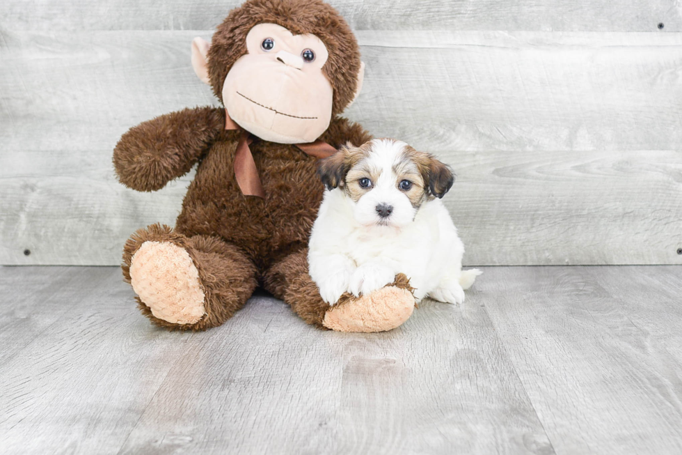 Best Havanese Baby