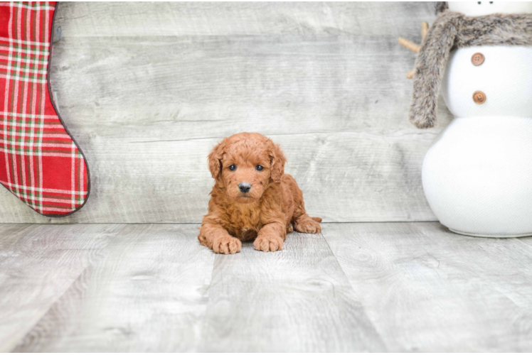 Little Golden Retriever Poodle Mix Puppy