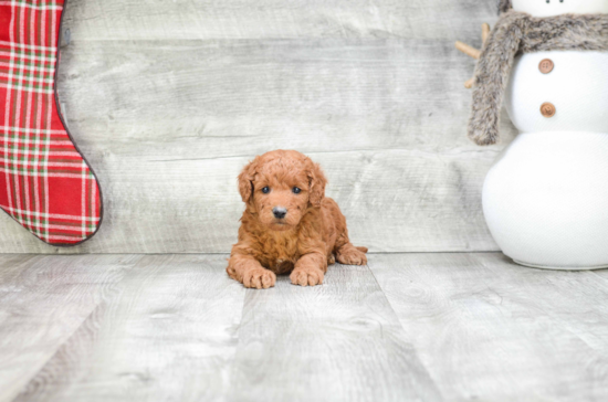 Little Golden Retriever Poodle Mix Puppy